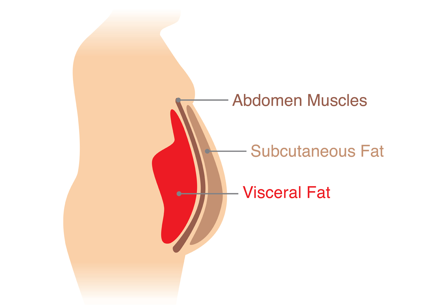 Illustration of where visceral fat is stored in the body. It is located under the top layer of subcutaneous fat and abdominal muscles.